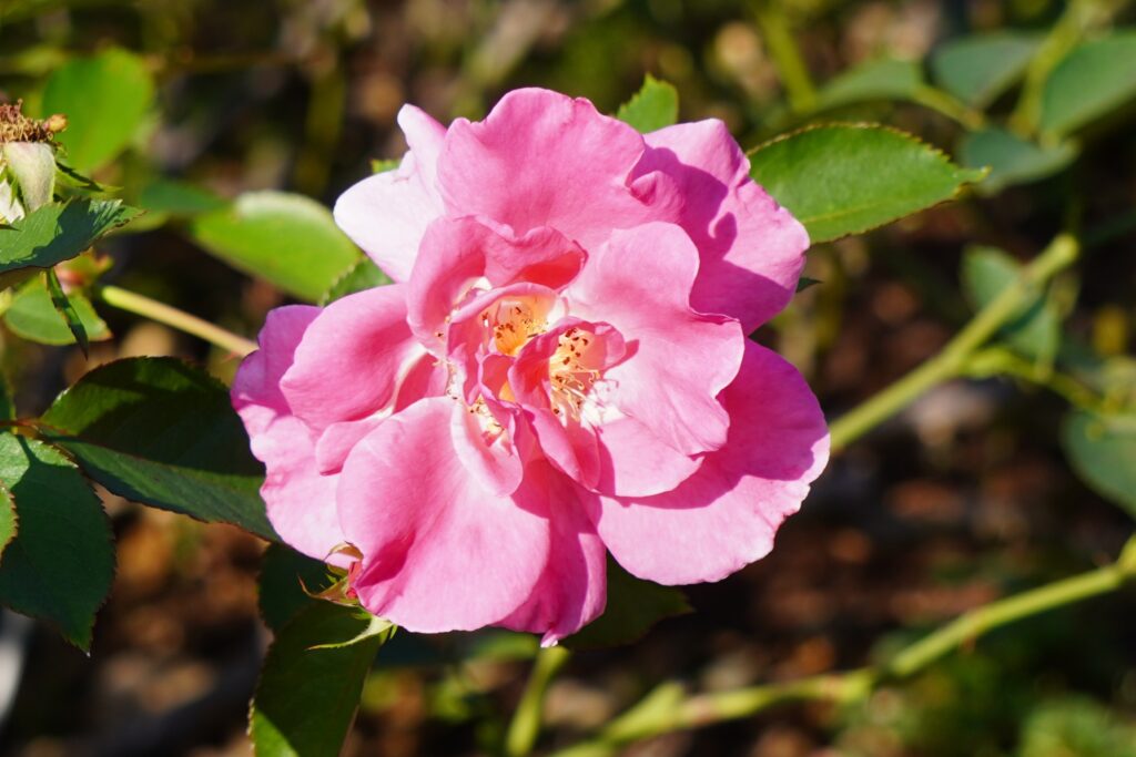 A RED ROSE (2) SEEN IN WASHINGTON DC OCTOBER 2024