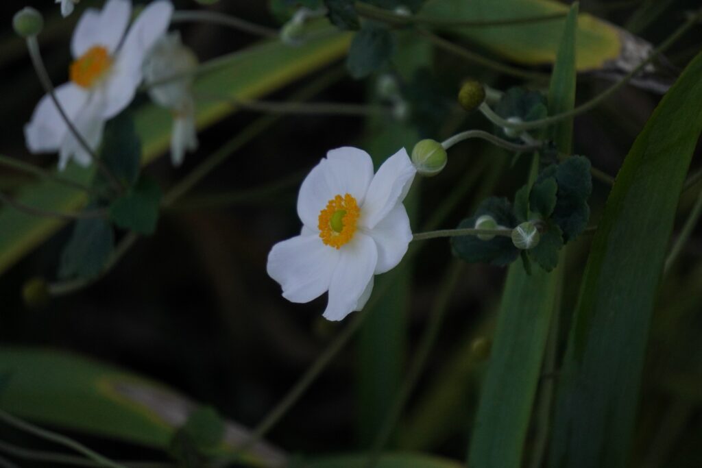 A WHITE FLOWER (2) SEEN IN WASHINGTON DC OCTOBER 2024