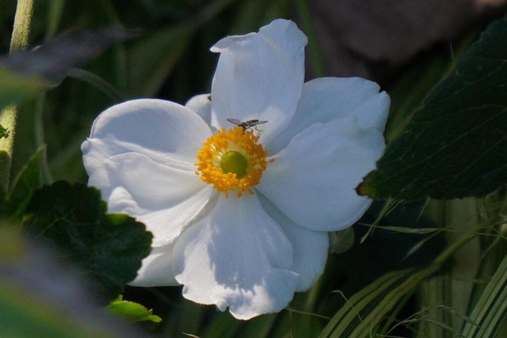 A WHITE FLOWER SEEN IN WASHINGTON DC OCTOBER 2024