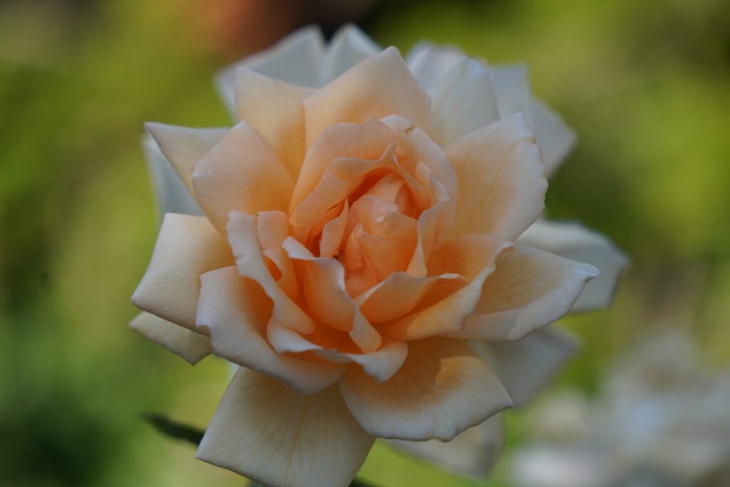 A WHITE ROSE (3) SEEN IN WASHINGTON DC OCTOBER 2024