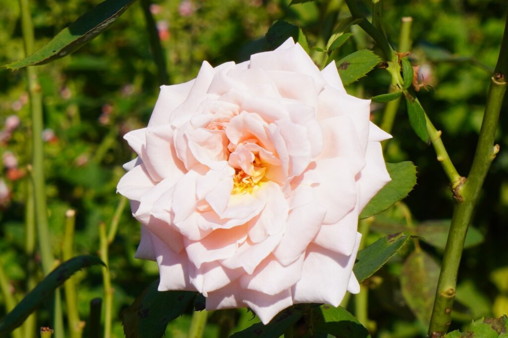 A WHITE ROSE SEEN IN WASHINGTON DC OCTOBER 2024