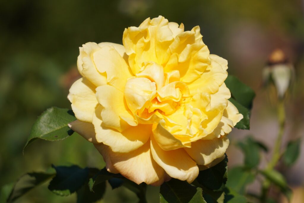 A YELLOW ROSE (2) SEEN IN WASHINGTON DC OCTOBER 2024