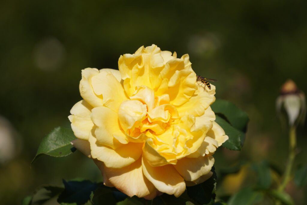 A YELLOW ROSE (3) SEEN IN WASHINGTON DC OCTOBER 2024
