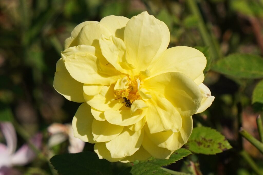 A YELLOW ROSE SEEN IN WASHINGTON DC OCTOBER 2024