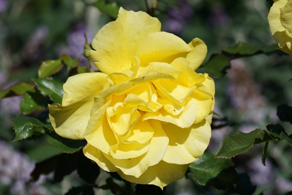 DSC00492 Chicago Botanical Gardens OCTOBER 25 2024