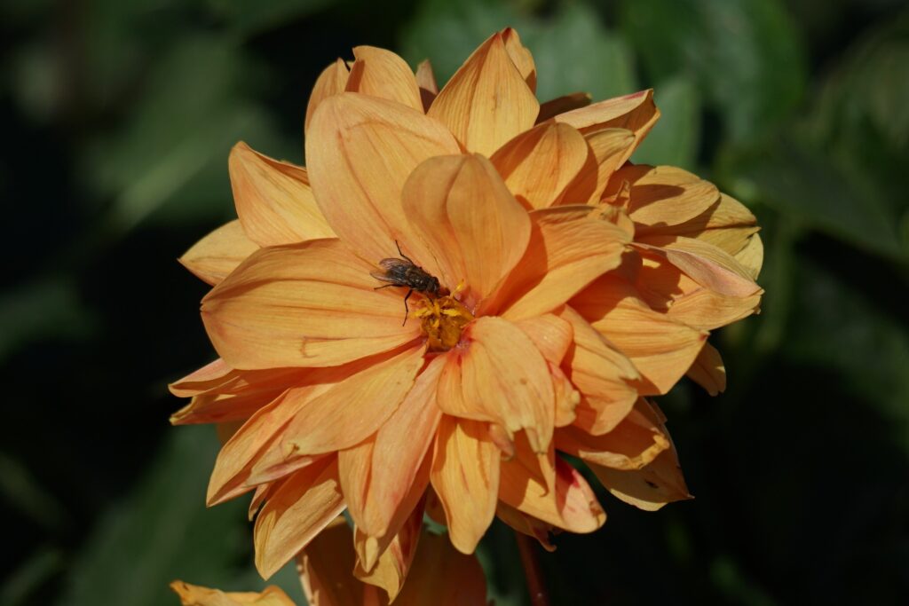 DSC00503 Chicago Botanical Gardens OCTOBER 25 2024