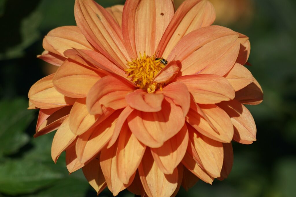 DSC00510 Chicago Botanical Gardens OCTOBER 25 2024