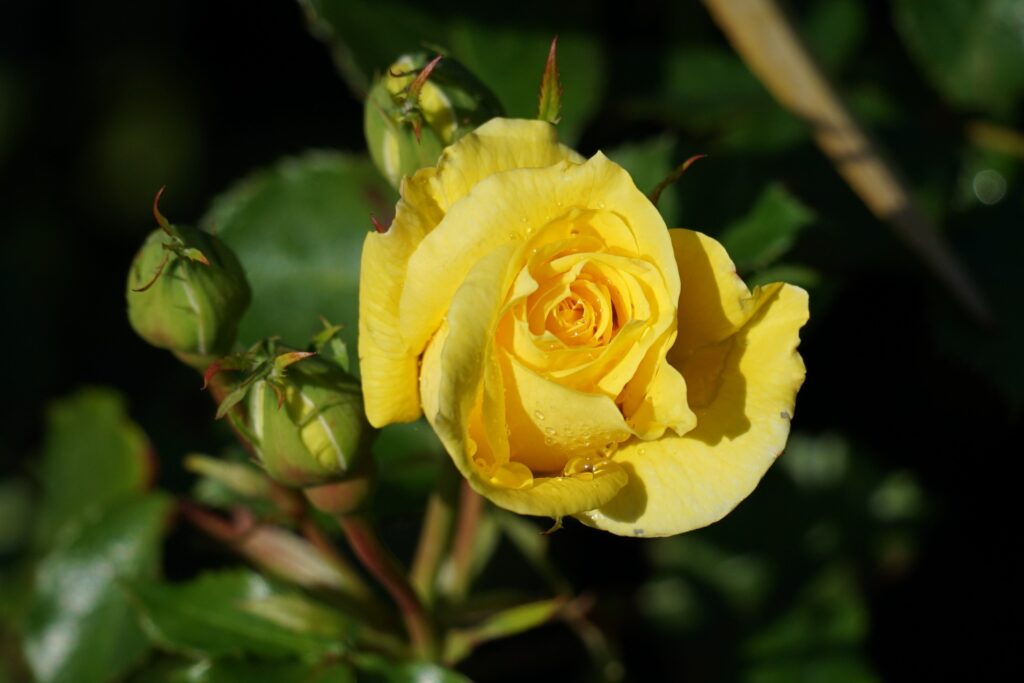 DSC00513 Chicago Botanical Gardens OCTOBER 25 2024