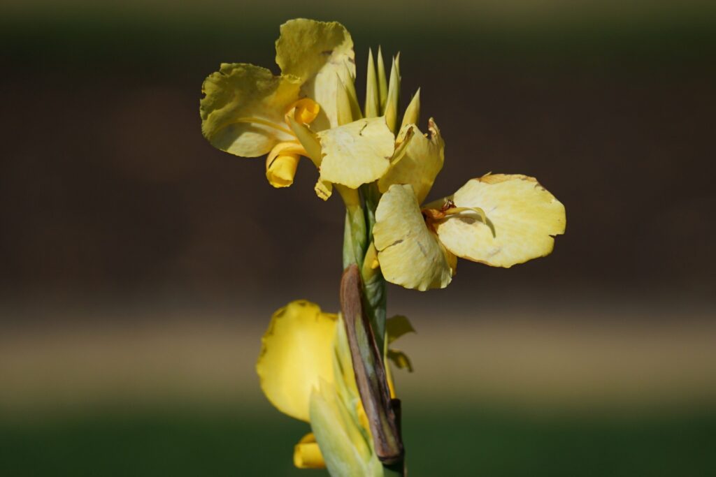 DSC00521 Chicago Botanical Gardens OCTOBER 25 2024