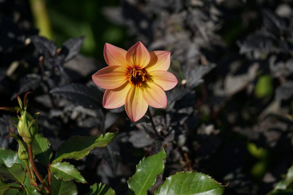 DSC00525 Chicago Botanical Gardens OCTOBER 25 2024