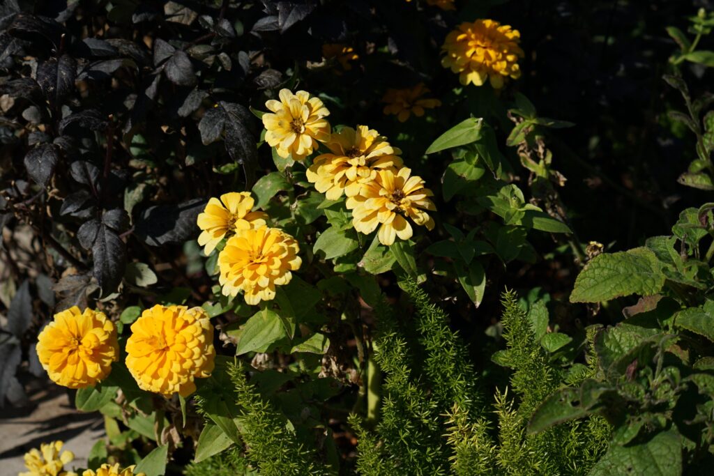 DSC00526 Chicago Botanical Gardens OCTOBER 25 2024