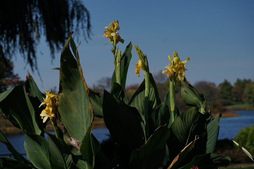 DSC00537 Chicago Botanical Gardens OCTOBER 25 2024