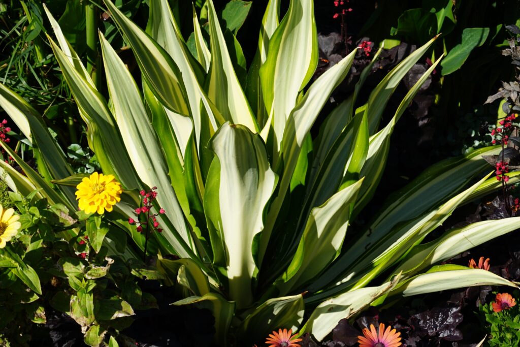 DSC00541 Chicago Botanical Gardens OCTOBER 25 2024