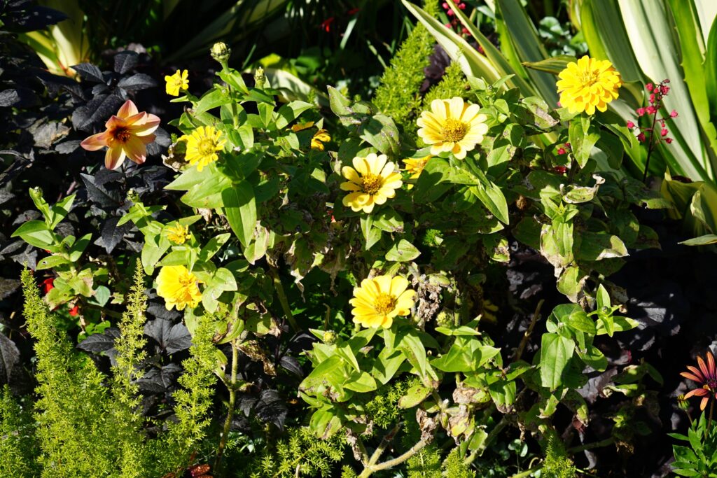 DSC00542 Chicago Botanical Gardens OCTOBER 25 2024