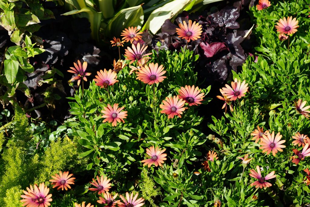 DSC00543 Chicago Botanical Gardens OCTOBER 25 2024