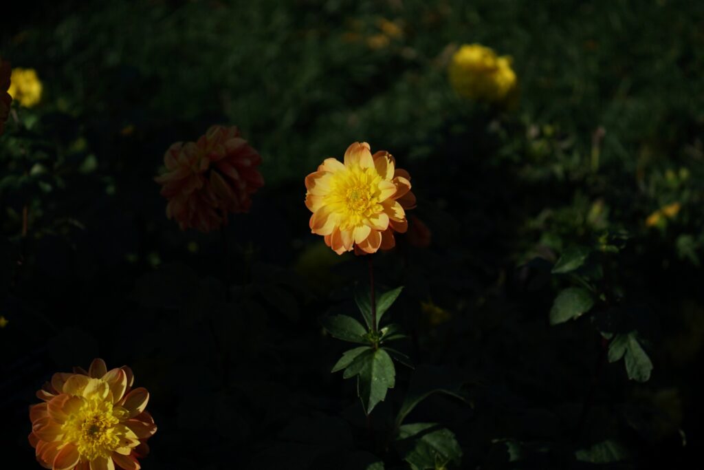 DSC00551 Chicago Botanical Gardens OCTOBER 25 2024