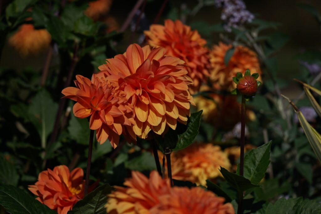 DSC00565 Chicago Botanical Gardens OCTOBER 25 2024