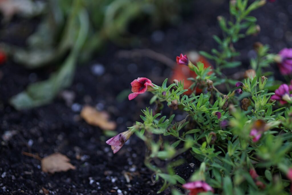 DSC00629 Chicago Botanical Gardens OCTOBER 25 2024