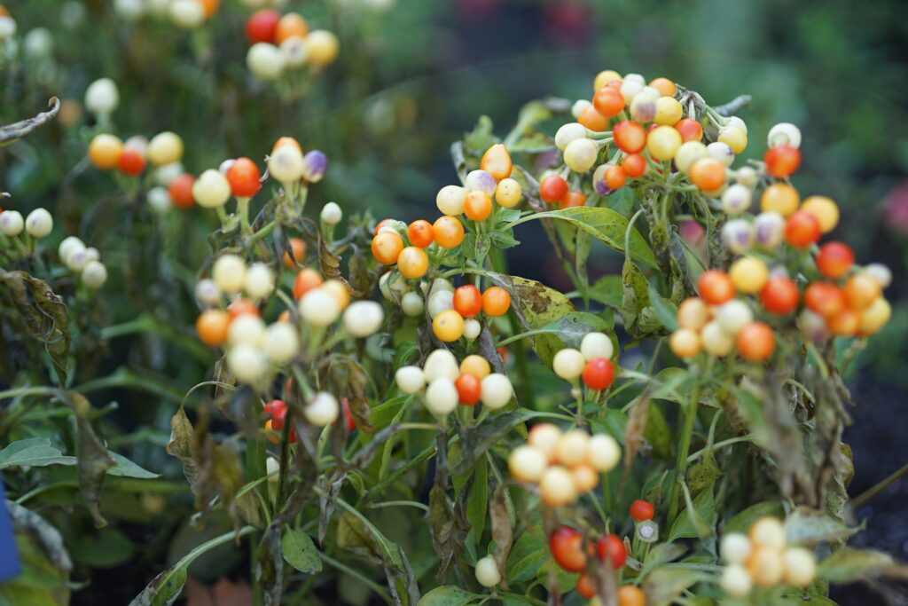 DSC00631 Chicago Botanical Gardens OCTOBER 25 2024