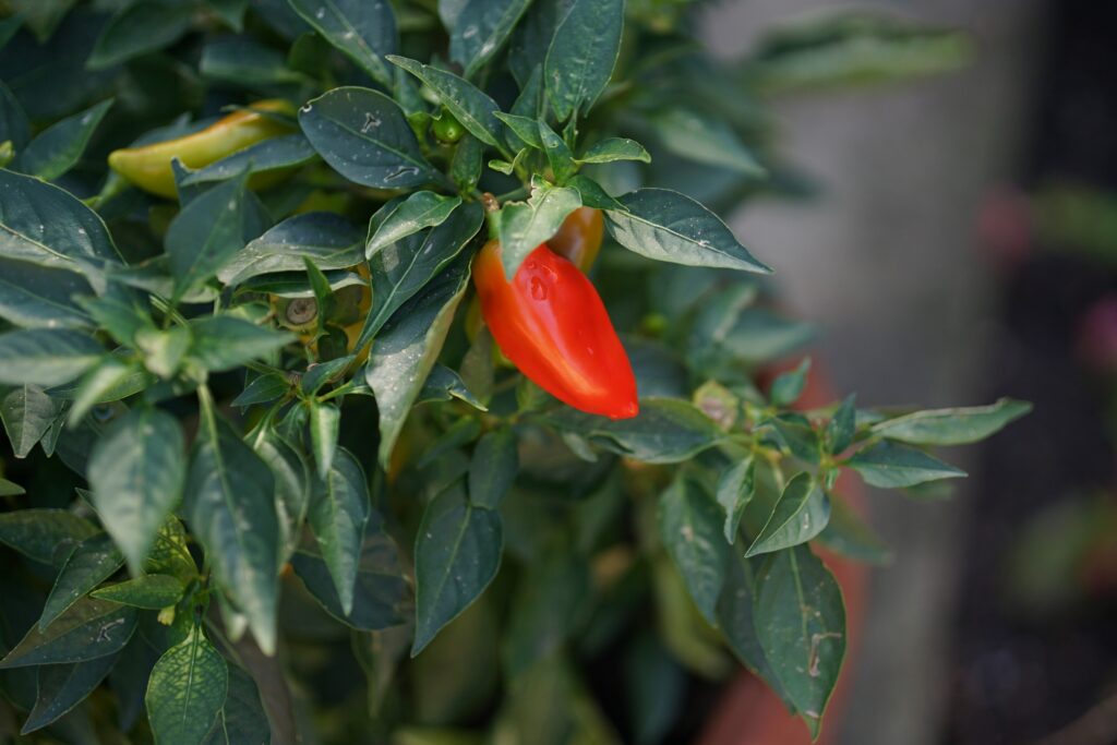 DSC00644 Chicago Botanical Gardens OCTOBER 25 2024