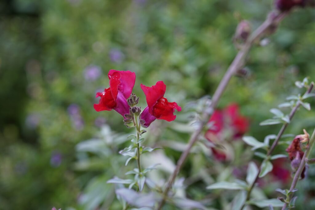 DSC00685 Chicago Botanical Gardens OCTOBER 25 2024