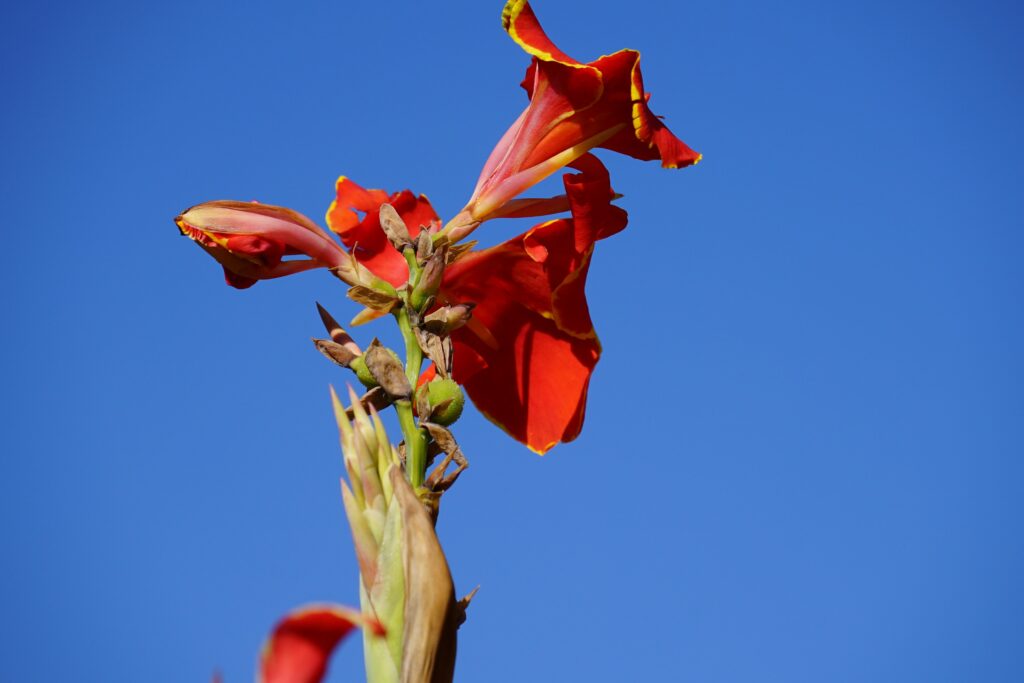 DSC00760 Chicago Botanical Gardens OCTOBER 25 2024