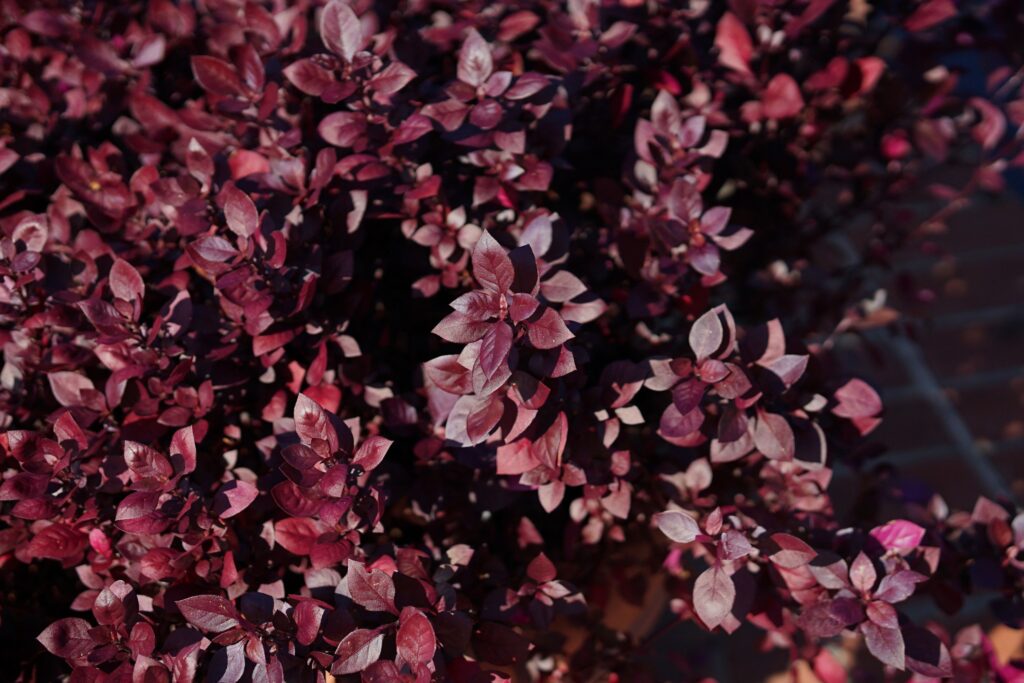 DSC00801 Chicago Botanical Gardens OCTOBER 25 2024