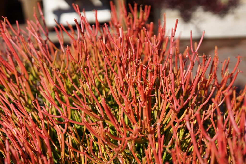 DSC00812 Chicago Botanical Gardens OCTOBER 25 2024