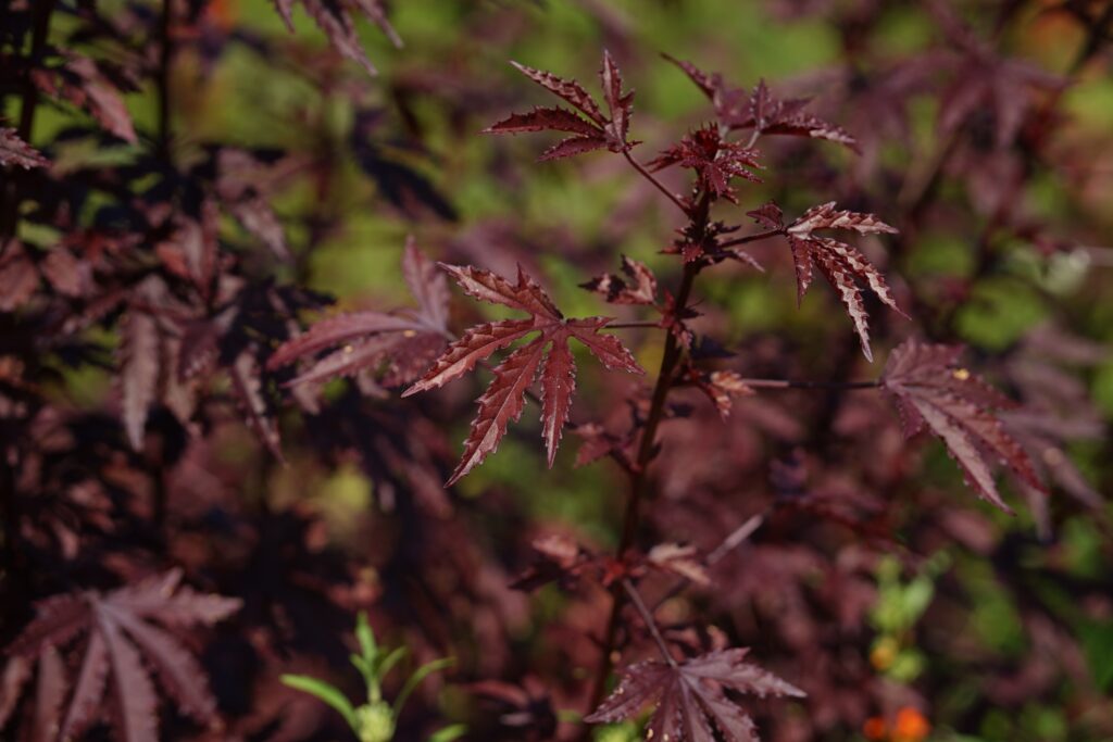 DSC00865 Chicago Botanical Gardens OCTOBER 25 2024