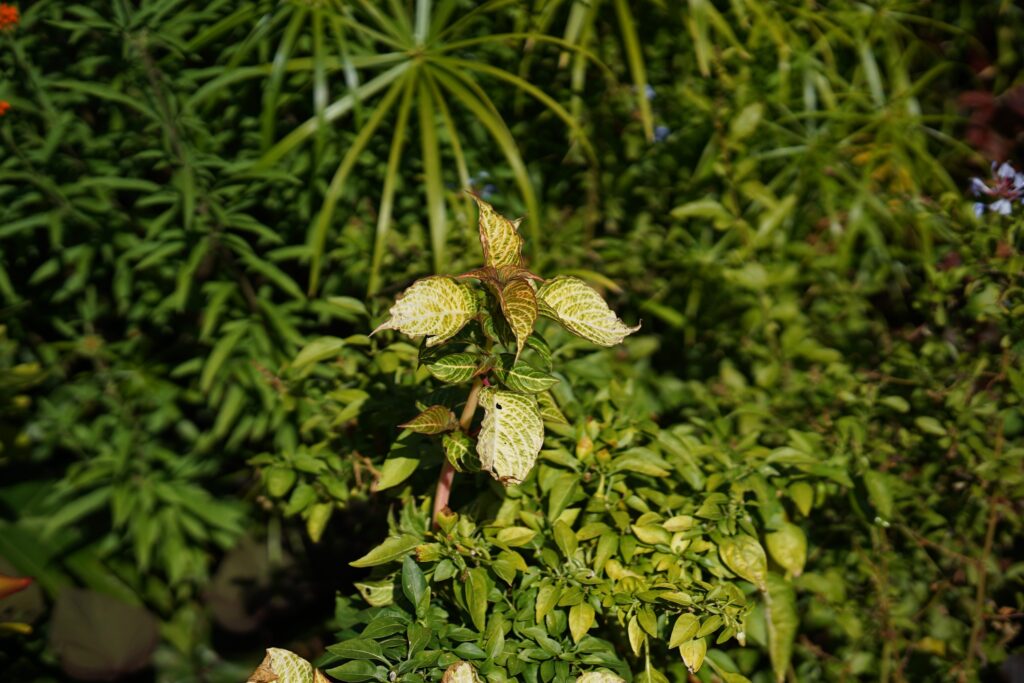 DSC00880 Chicago Botanical Gardens OCTOBER 25 2024