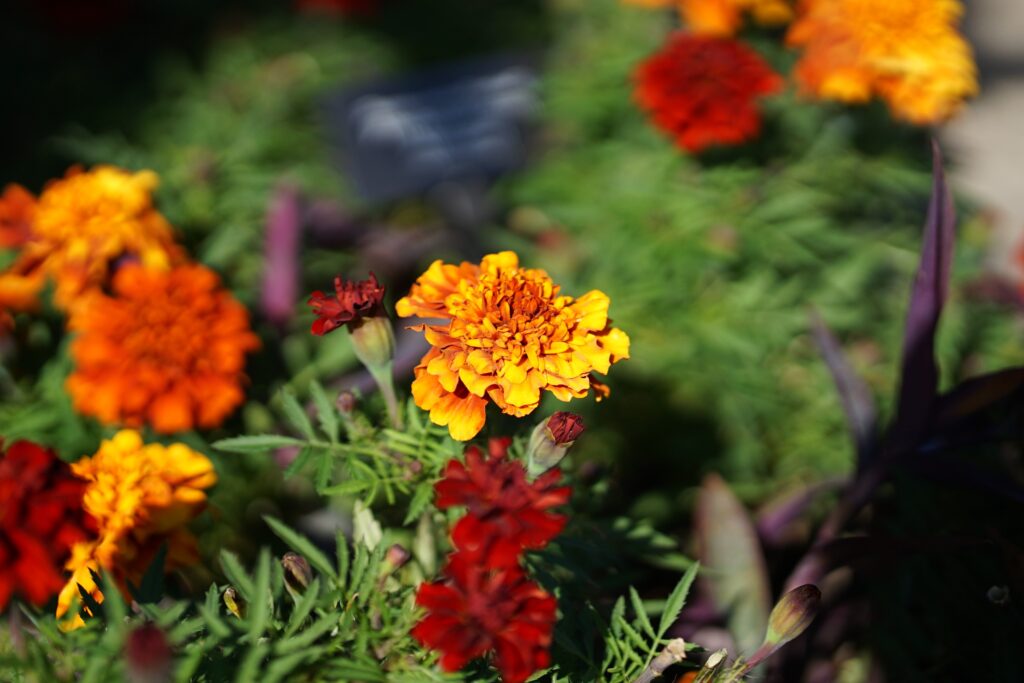 DSC00895 Chicago Botanical Gardens OCTOBER 25 2024