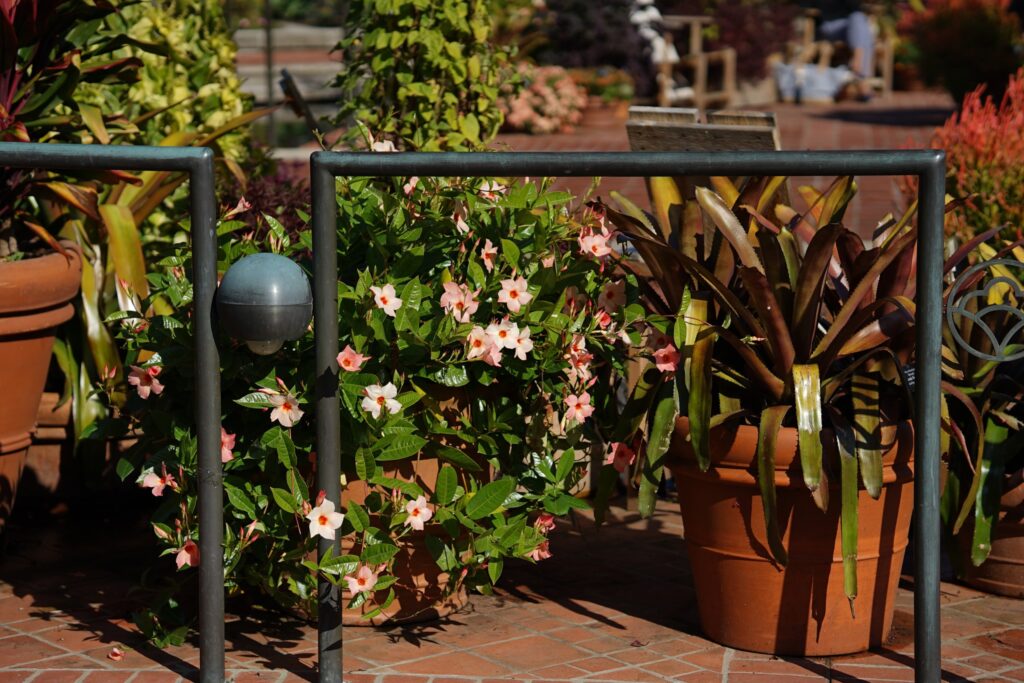 DSC00914 Chicago Botanical Gardens OCTOBER 25 2024