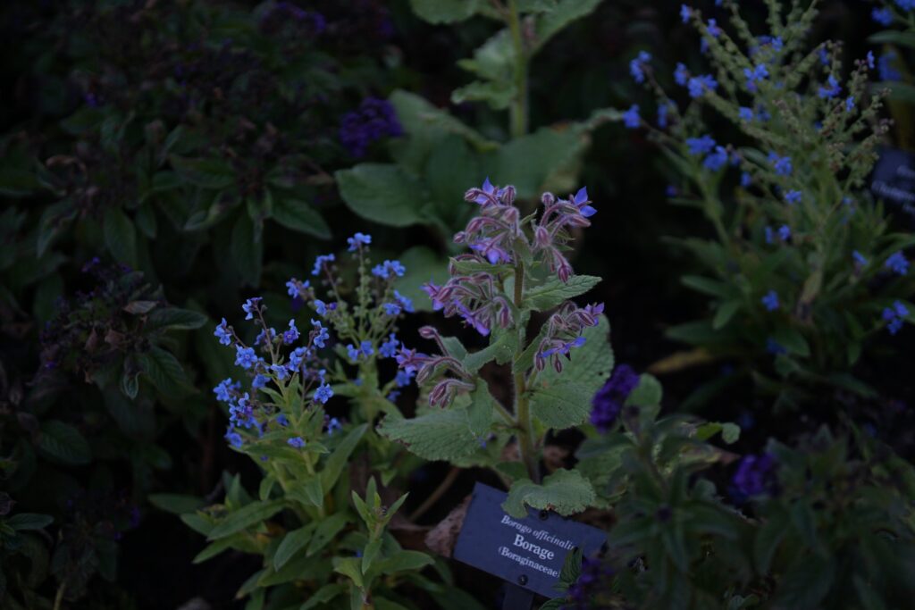 DSC00918 Chicago Botanical Gardens OCTOBER 25 2024