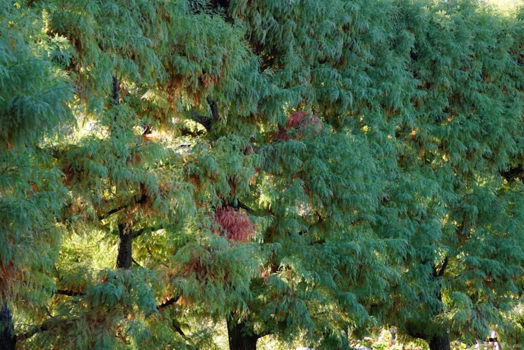 DSC00930 Chicago Botanical Gardens OCTOBER 25 2024