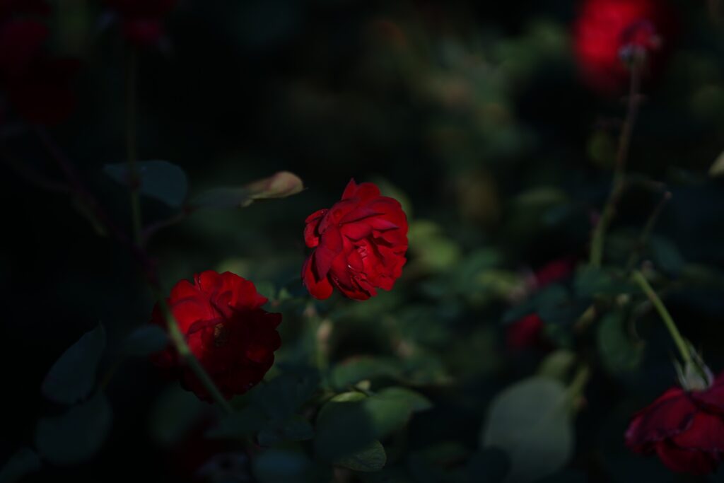 DSC00947 Chicago Botanical Gardens OCTOBER 25 2024