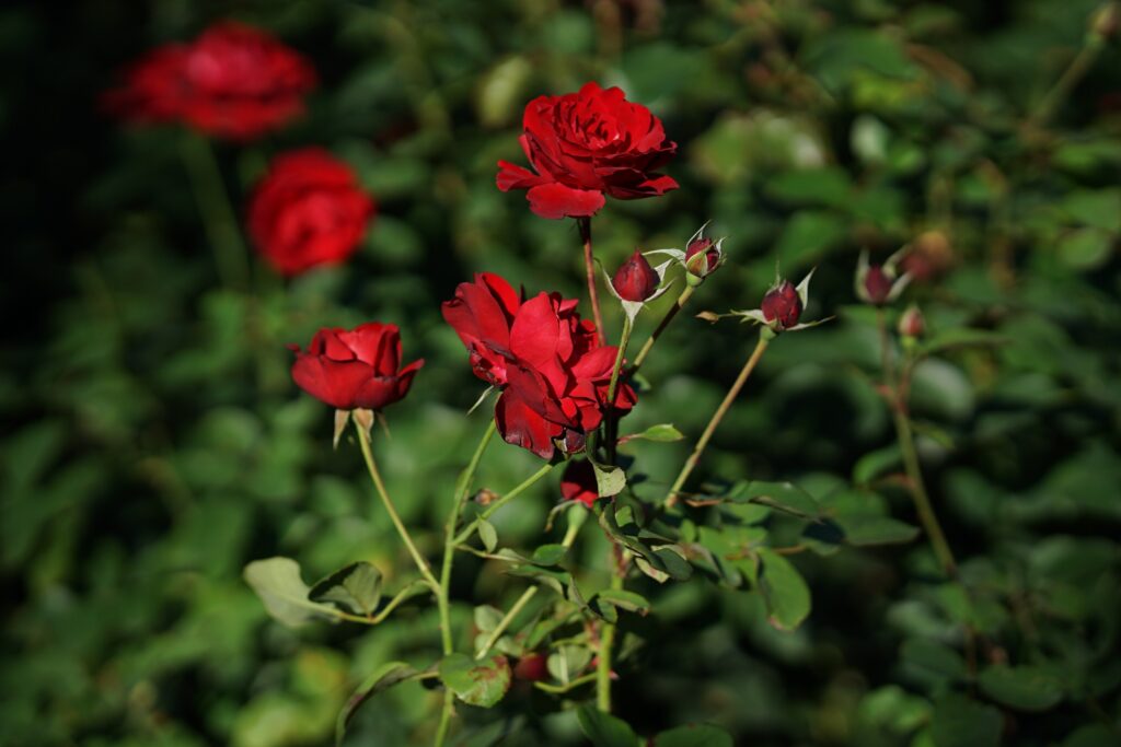 DSC00970 Chicago Botanical Gardens OCTOBER 25 2024