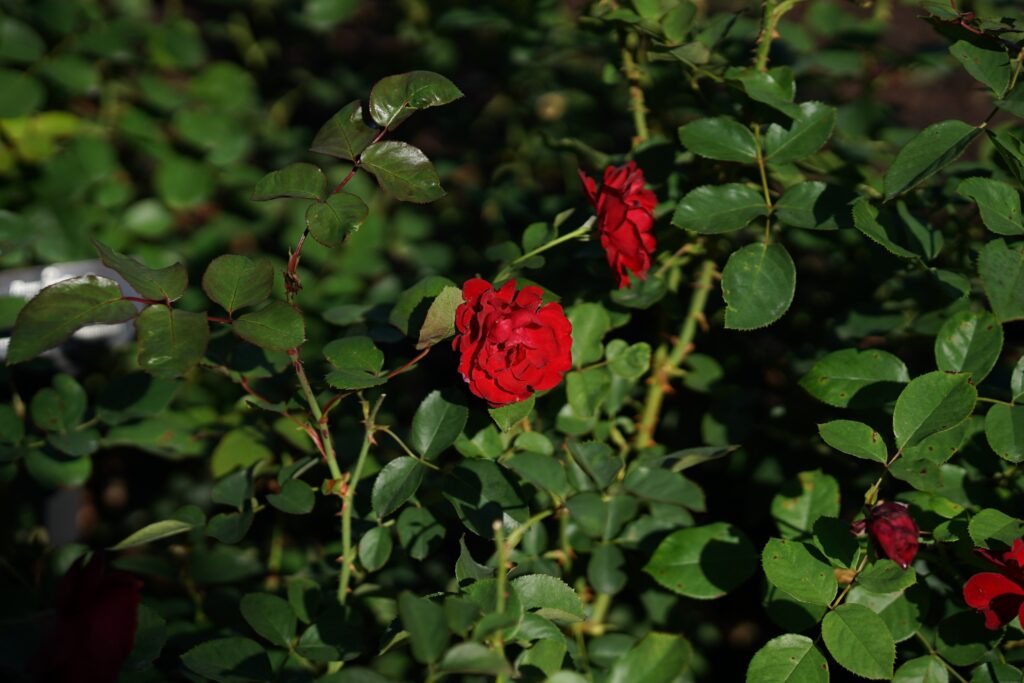DSC01000 Chicago Botanical Gardens OCTOBER 25 2024
