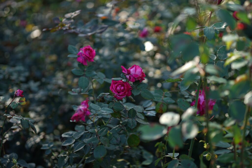 DSC01012 Chicago Botanical Gardens OCTOBER 25 2024