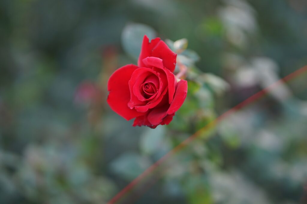 DSC01019 Chicago Botanical Gardens OCTOBER 25 2024