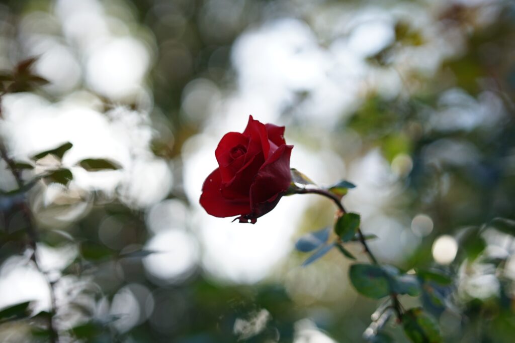DSC01031 Chicago Botanical Gardens OCTOBER 25 2024