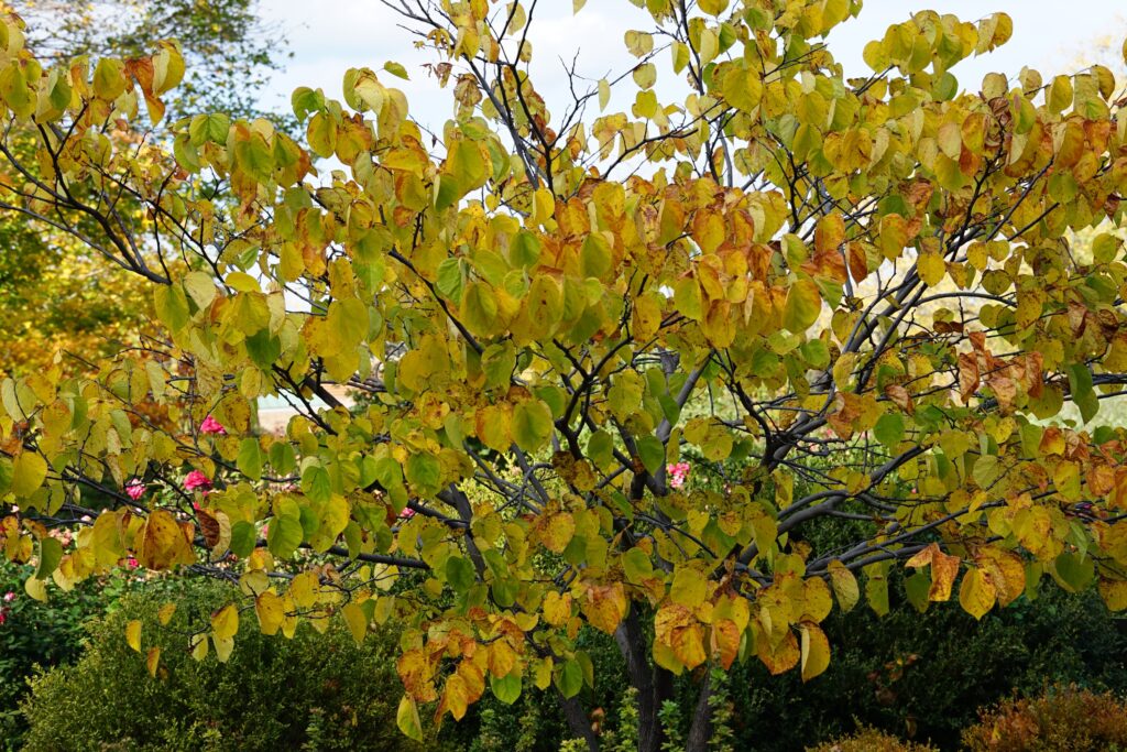 DSC01042 Chicago Botanical Gardens OCTOBER 25 2024