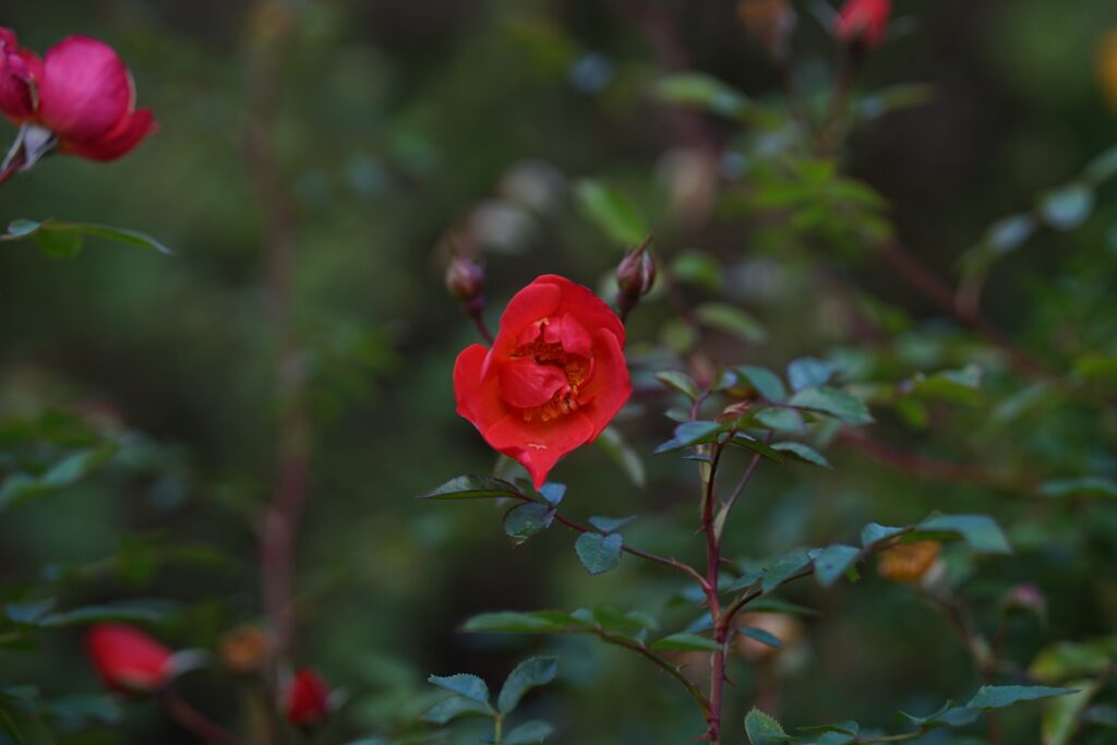 DSC01051 Chicago Botanical Gardens OCTOBER 25 2024