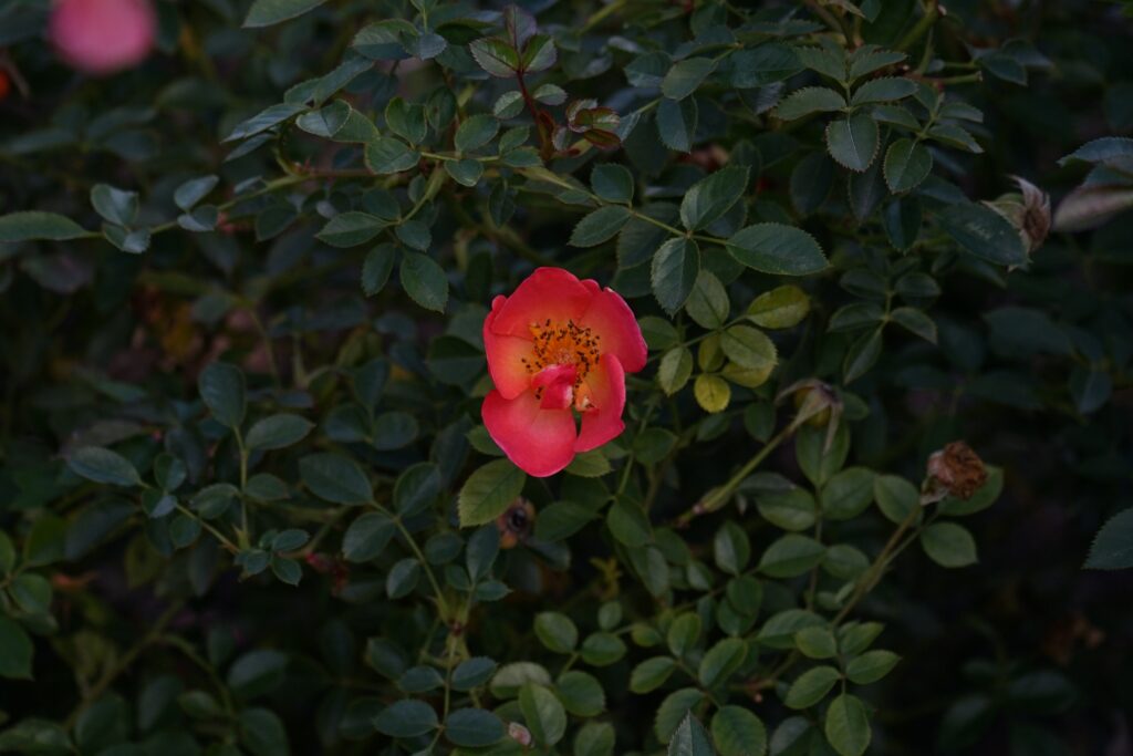 DSC01081 Chicago Botanical Gardens OCTOBER 25 2024