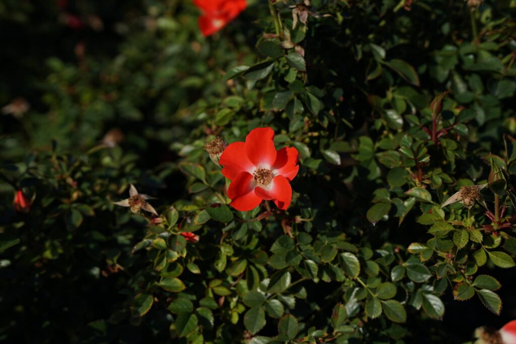 DSC01150 Chicago Botanical Gardens OCTOBER 25 2024