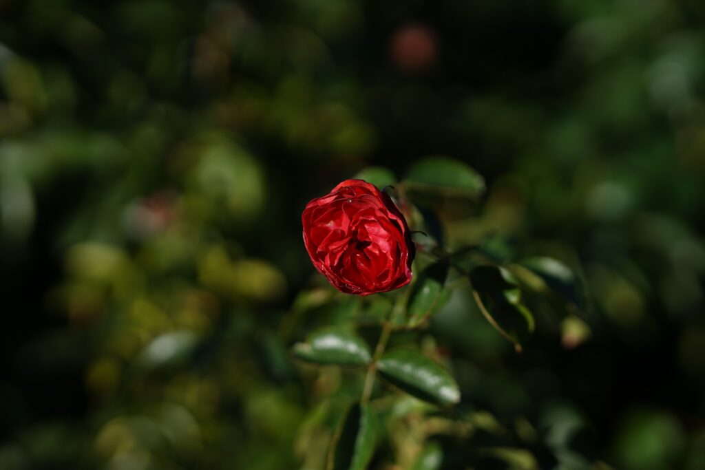 DSC01181 Chicago Botanical Gardens OCTOBER 25 2024