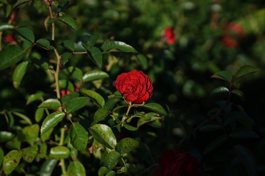 DSC01183 Chicago Botanical Gardens OCTOBER 25 2024