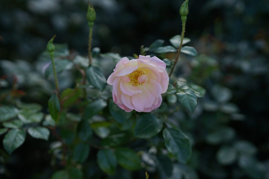 DSC01205 Chicago Botanical Gardens OCTOBER 25 2024