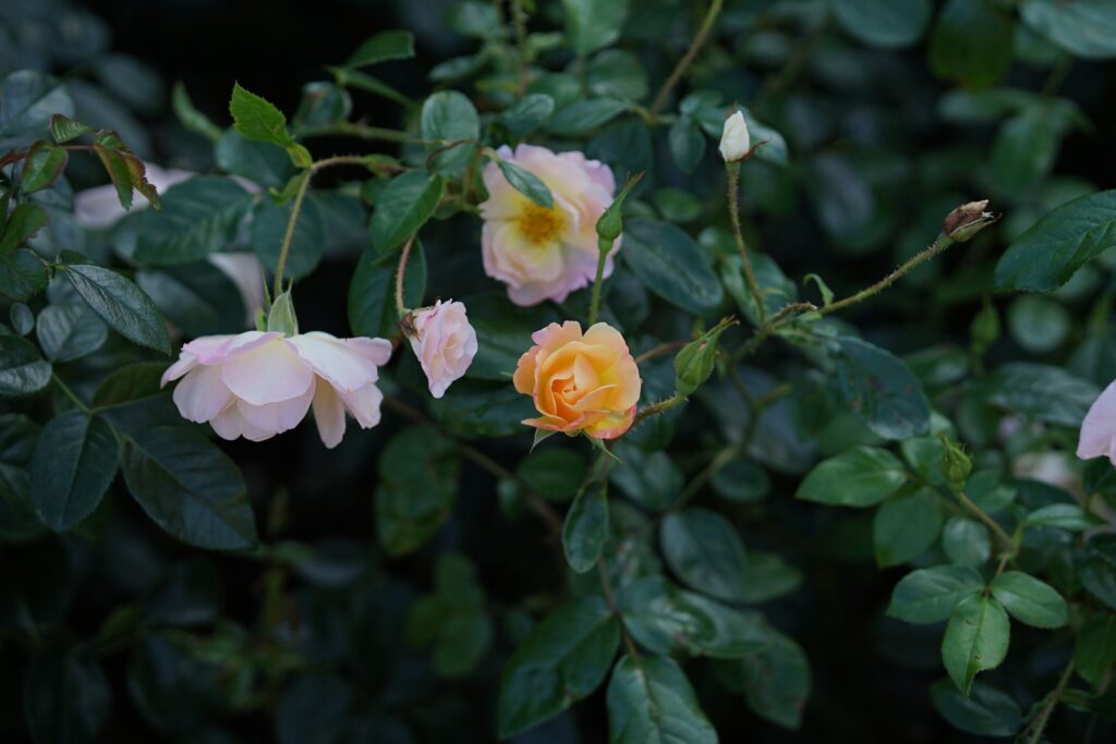 DSC01207 Chicago Botanical Gardens OCTOBER 25 2024