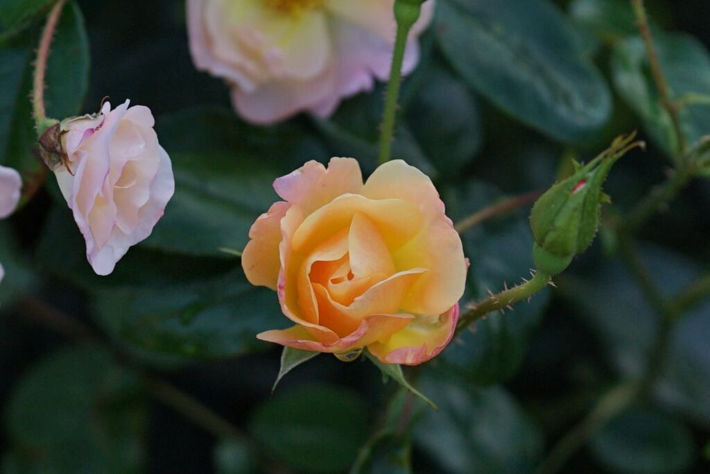 DSC01209 Chicago Botanical Gardens OCTOBER 25 2024