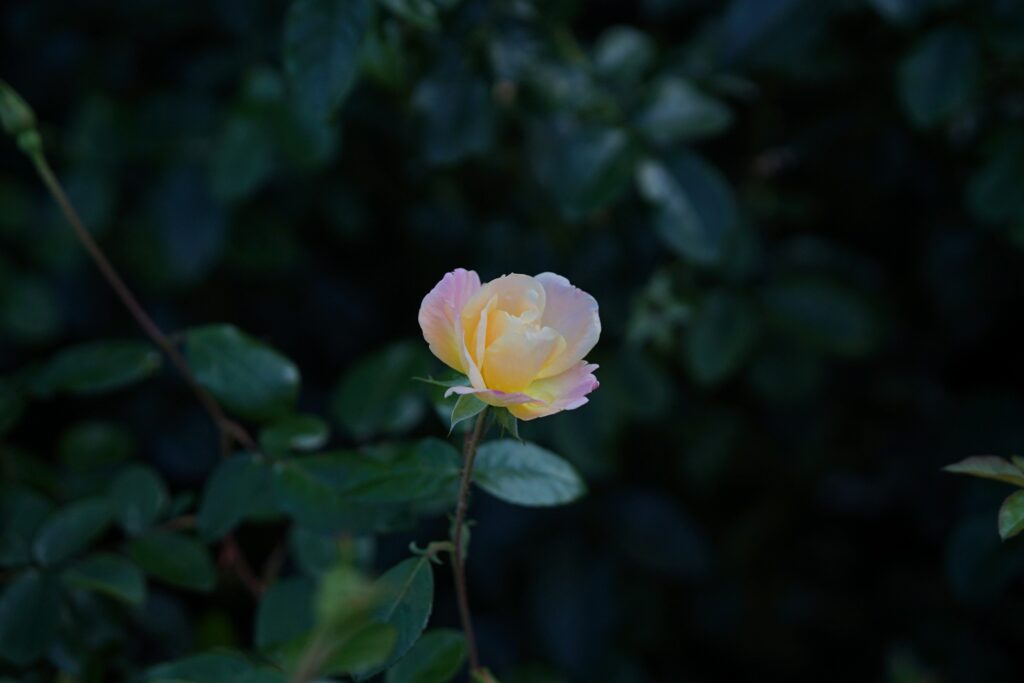 DSC01216 Chicago Botanical Gardens OCTOBER 25 2024